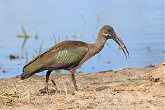 Hadada Ibis