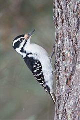 Hairy Woodpecker