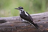 Hairy Woodpecker