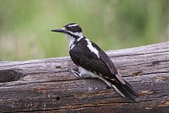 Hairy Woodpecker