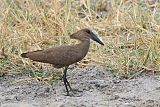 Hamerkop