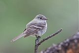 Hammond's Flycatcher