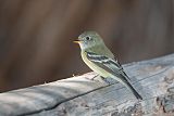 Hammond's Flycatcher