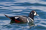 Harlequin Duckborder=