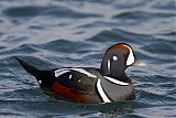 Harlequin Duck