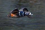 Harlequin Duckborder=