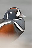 Harlequin Duckborder=