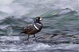 Harlequin Duckborder=