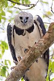 Harpy Eagle