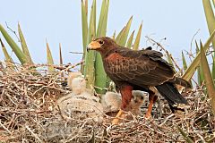 Harris's Hawk