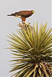 Harris's Hawk