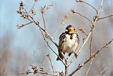 Harris's Sparrowborder=