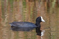 Hawaiian Coot