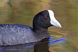 Hawaiian Cootborder=