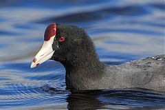 Hawaiian Coot