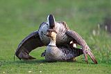 Hawaiian Goose