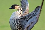 Hawaiian Gooseborder=