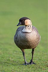 Hawaiian Goose