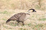 Hawaiian Gooseborder=