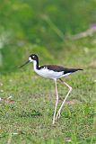 Black-necked Stiltborder=