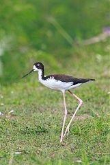 Black-necked Stilt