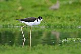 Black-necked Stiltborder=