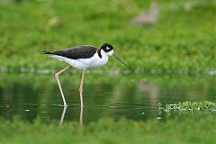 Black-necked Stilt