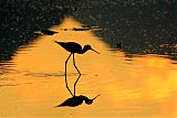 Black-necked Stiltborder=