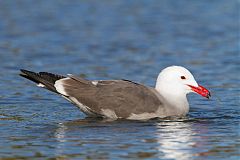 Heermann's Gull