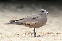 Heermann's Gull