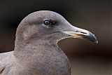 Heermann's Gull