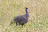 Helmeted Guineafowl