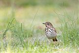 Hermit Thrush