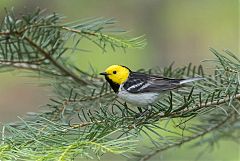 Hermit Warbler