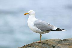American Herring Gull