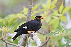 Common Hill Myna