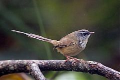 Hill Prinia