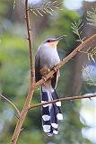 Hispaniolan Lizard-Cuckooborder=