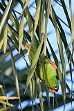 Hispaniolan Parakeetborder=