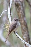 Hispaniolan Pewee