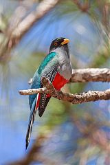 Hispaniolan Trogon