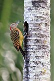 Hispaniolan Woodpeckerborder=