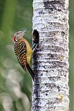 Hispaniolan Woodpecker