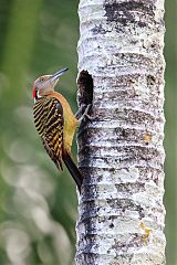 Hispaniolan Woodpecker