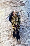 Hispaniolan Woodpeckerborder=