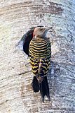 Hispaniolan Woodpecker