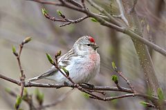 Hoary Redpoll