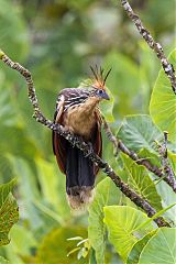 Hoatzin