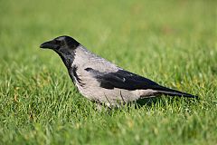 Hooded Crow