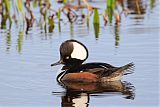 Hooded Merganserborder=